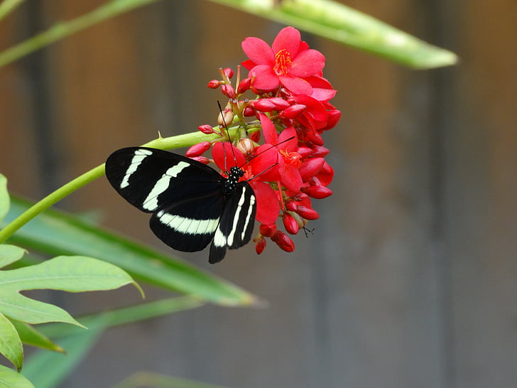 motýl, Zoo, květ