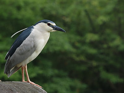 öö 鷺, Daan metsapark, kala püüda, lind, üks loom, loomade wildlife, loomad looduses