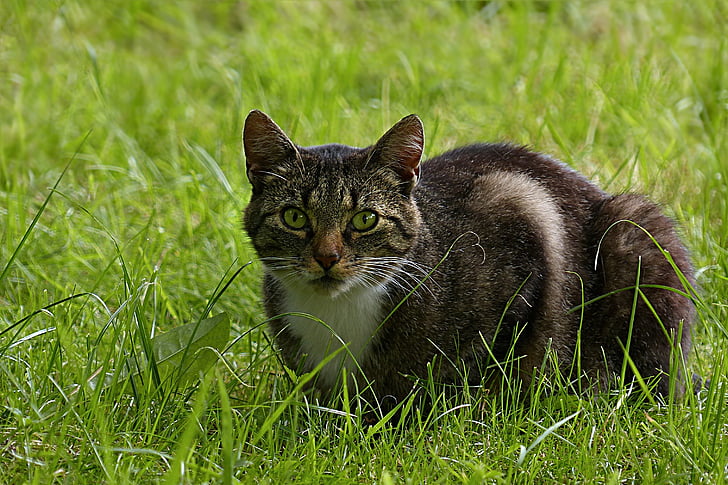 동물, 포유 동물, 고양이, 국내 고양이, felis silvestris catus, 회색 흰색 줄무늬, 잔디