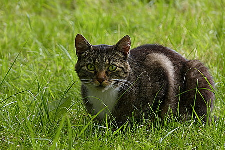 živali, sesalec, mačka, domače mačke, Felis silvestris catus, siva barva spreminjasta tkanina bele, trava