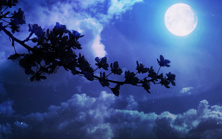 Hoa, Casey, mùa xuân, Luna, đêm, đám mây, bóng tối