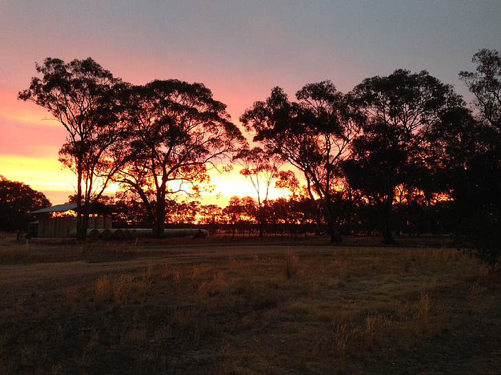puesta de sol, interior de Australia, siluetas de árbol, árbol, orgánica, agricultura, al aire libre