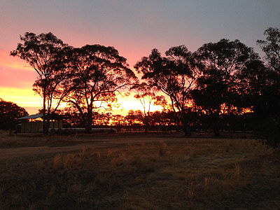 Západ slunce, Australský outback, siluety stromů, strom, organický, zemědělství, venku