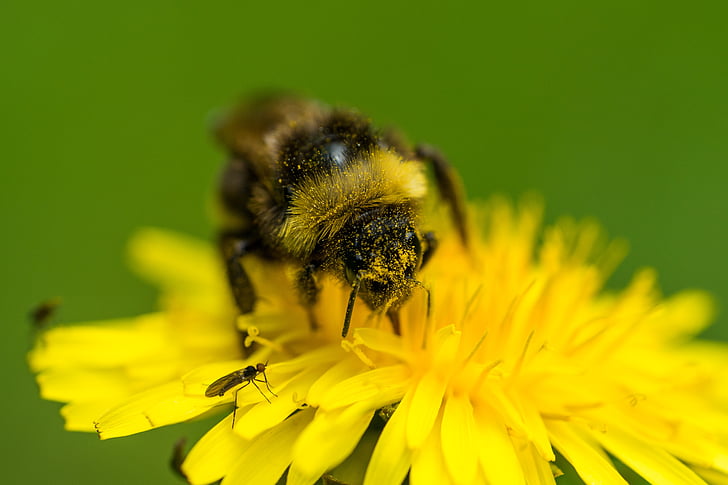 μέλισσα, επικονίαση, πικραλίδα, μακροεντολή, έντομο, φύση, λουλούδι