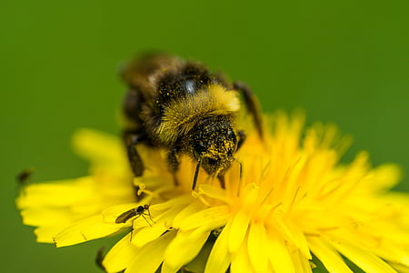 bee, pollination, dandelion, macro, insect, nature, flower