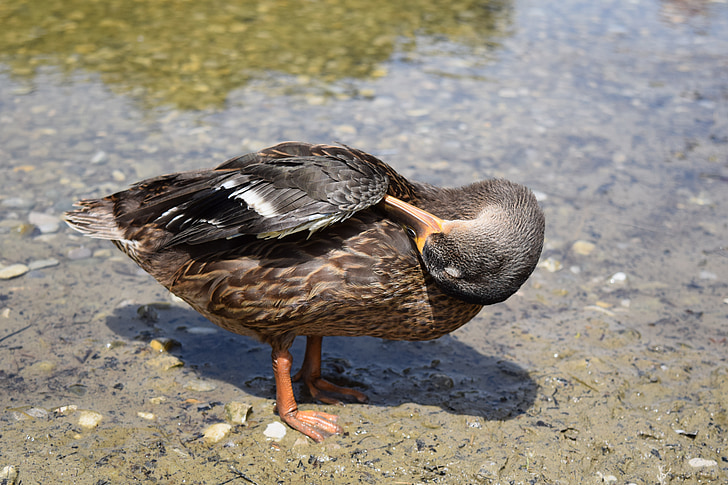 duck, bird, water, water bird, animal, pond, poultry