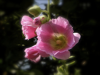 Stock rose, rózsaszín virág, Stock rózsakert, mályva, mályvafélék (Malvaceae), mályvarózsa, Stock Rózsa virág
