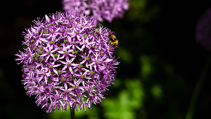 flower, nature, garden, purple