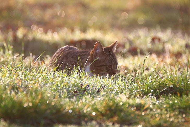 котка, коте, morgentau, ливада, трева, мъгла, млад котка