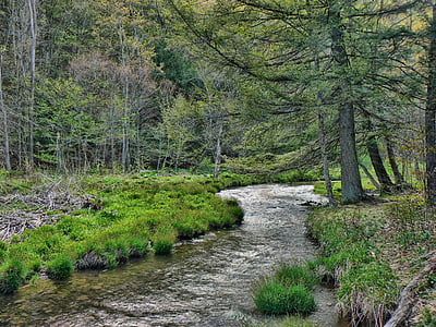 Stream, skov, natur, floden, vand, grøn, udendørs