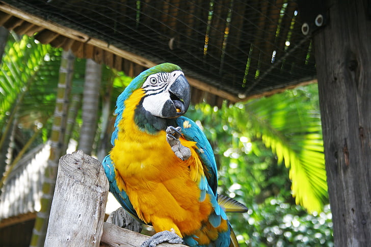 Ara papagáj, papagáj, madár, Ara papagáj, kék, sárga, egzotikus