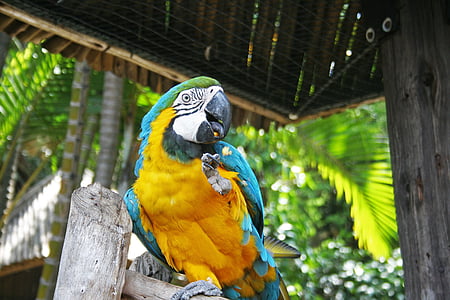 Lloro Guacamai, Lloro, ocell, Guacamai, blau, groc, exòtiques