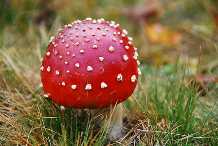 sieni, punainen, myrkkyä, Luonto, Fly helttasieni sieni, myrkyllinen, Syksy