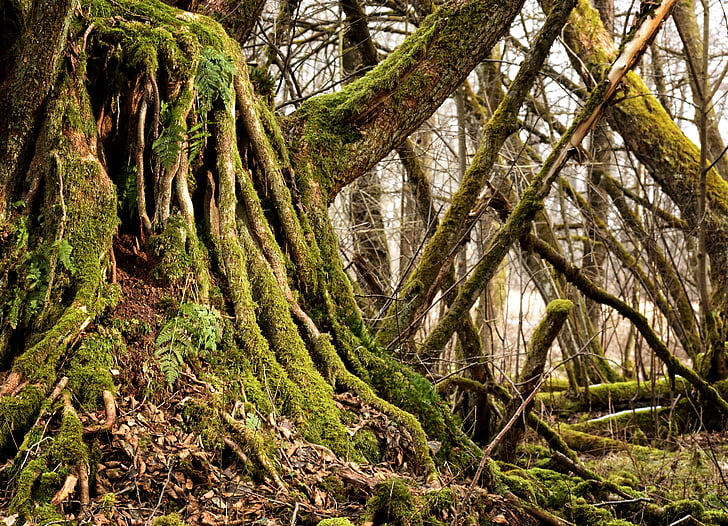 root, vanha, puun juurelle, Luonto, loki, kasvi, MIS shapen