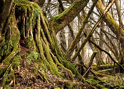 root, old, tree root, nature, log, plant, mis shapen