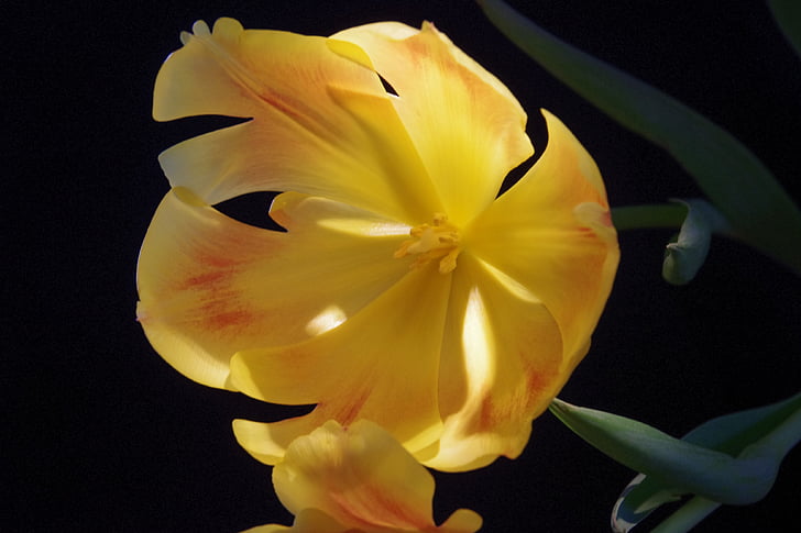 Tulipa, flor, flor, planta, flor, amarelo, macro