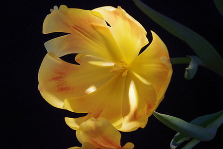 Tulipan, kwiat, Bloom, roślina, kwiat, żółty, makro