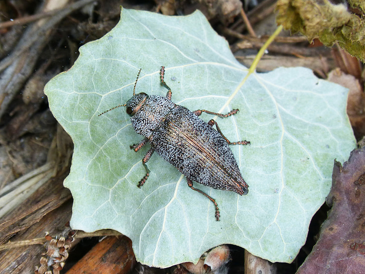 beetle, golden scarab, leaf, coleoptera, bright