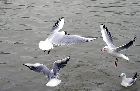 silver gull, black-headed gull, sea, birds, bird flight, ocean, animal