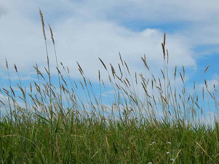 Prairie, iarbă înaltă, cer, Saskatchewan, Canada, peisaj, rurale