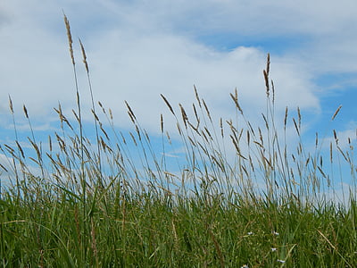 Prairie, högt gräs, Sky, Saskatchewan, Kanada, landskap, landsbygdens