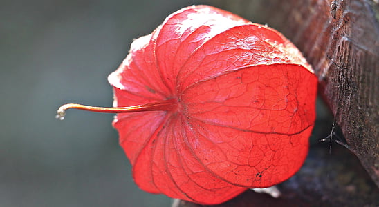 lampionblume, Физалис alkekengi, декоративное растение, околоплодник, Флора, Природа, nachtschattengewächs