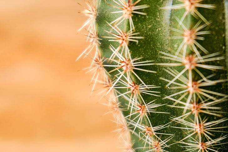 Cactus, groen, stekelig, Spur, woestijn, warme, droog