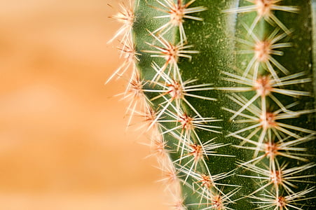 kaktus, zelena, bodljikavo, potaknuti, pustinja, toplo, suha