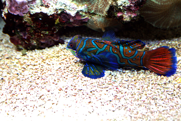 mandarinfish, Tropical, tank, akvarium, Stillehavet, svømming, fargerike