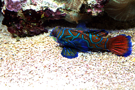 mandarinfish, tropical, tank, aquarium, pacific, swimming, colorful