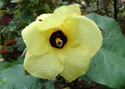 пляж гибискус, цветок, желтый, дерево, Гибискус tiliaceus, Kodagu, Индия