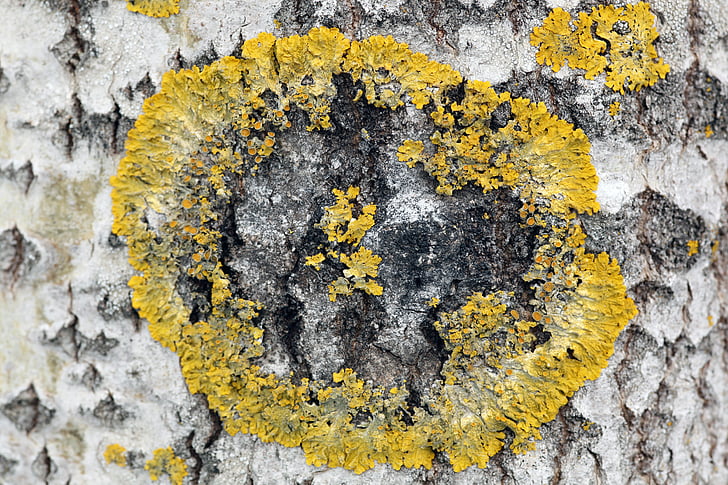Xanthoria parietina, lichen, bouleau, arbre, cadre, lichen foliacé, dans le vert