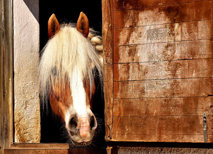hest, Horse stallen, dyr, ri, natur, brun, Husdyr