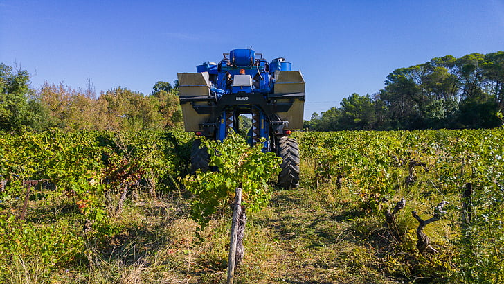 oogst, druif het oogsten van machine, landbouw machine, tros druiven, wijnstok