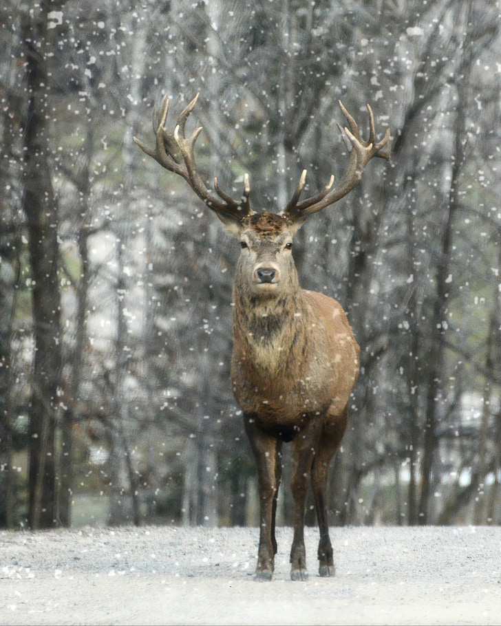 elk, winter, snow, nature, wildlife, wild, animal