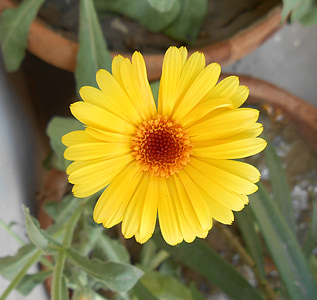 african marigold, yellow flower, marigold, flower, garden, yellow, plant