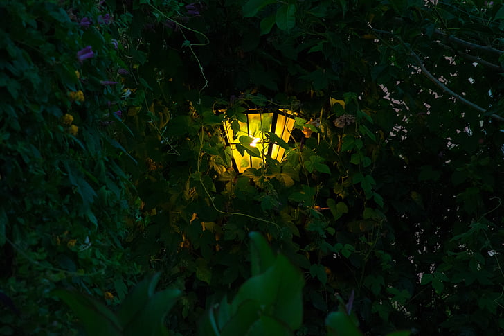lampu, vegetasi, senja