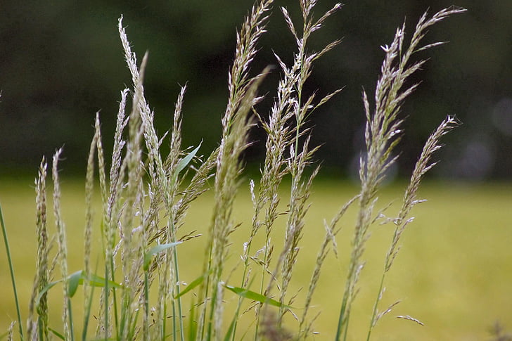 grass, countryside, nature, rural, outdoor