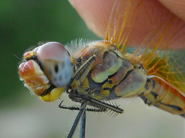 dragonfly, multicolored, insect, hunting, closeup, macro