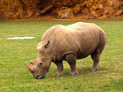 hipoopótamo, nature, animal sauvage, Parc naturel, Cabárceno, animal, rhinocéros