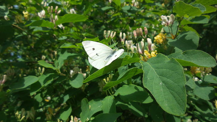 Blanco, mariposa, primavera, Bush