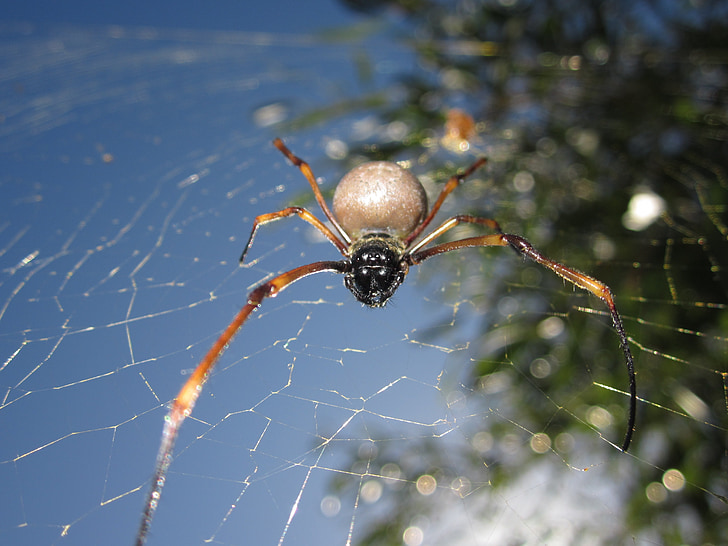 hewan, laba-laba, Kaledonia Baru