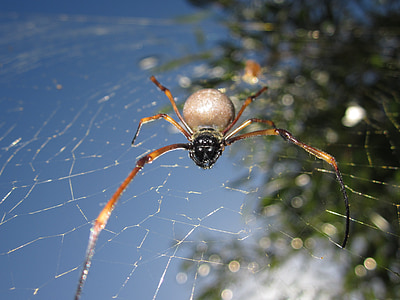 животное, паук, Новая Каледония