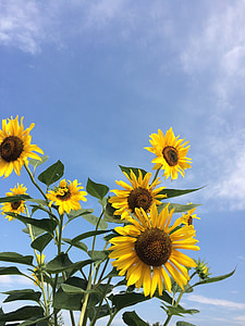 Slunečnice, obloha, květiny, žlutá, Příroda, léto, zemědělství