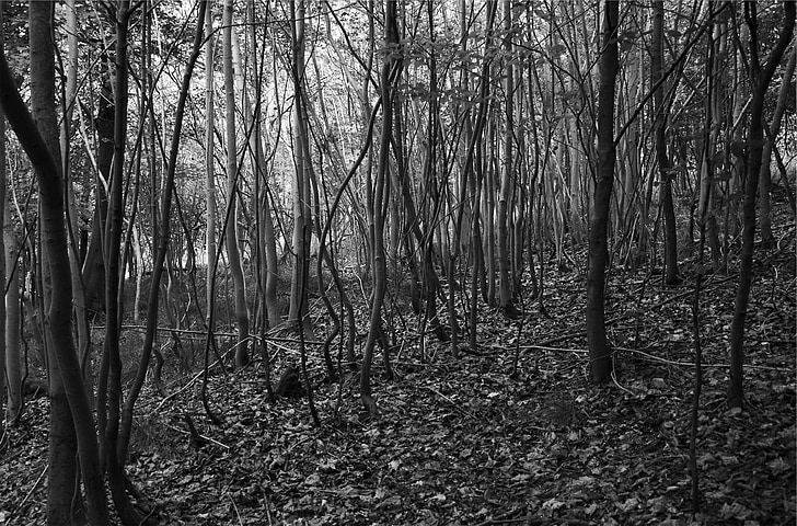 bos, Woods, natuur, bomen, zwart-wit