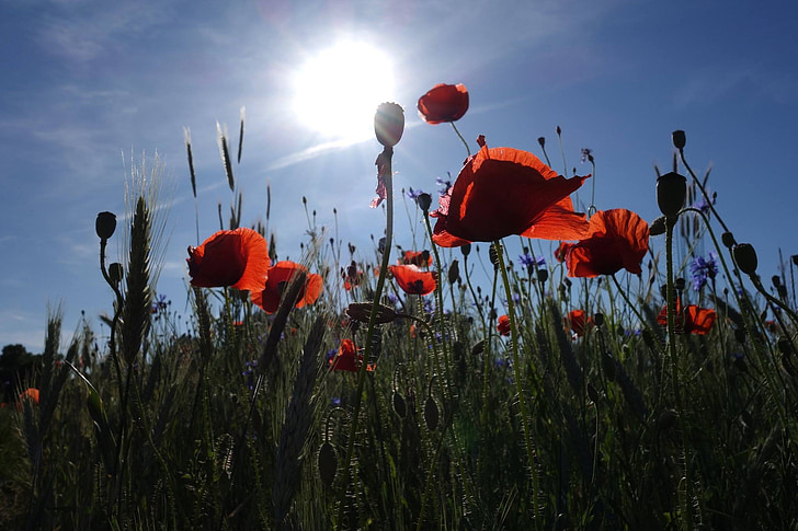 Poppies, padang rumput, matahari, Clearance, cahaya bayangan, bunga