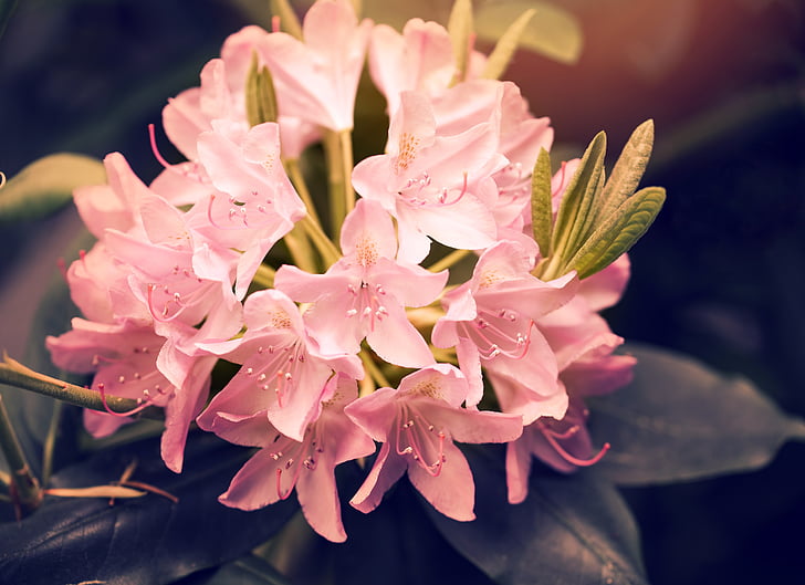 Rhododendron, kvet, kvet, ružová, Príroda, jar, letné