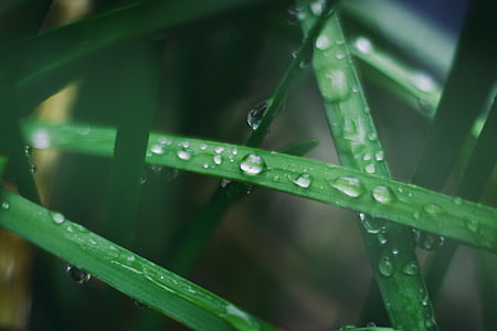 green, leaf, plants, plant, outdoor, water, drop