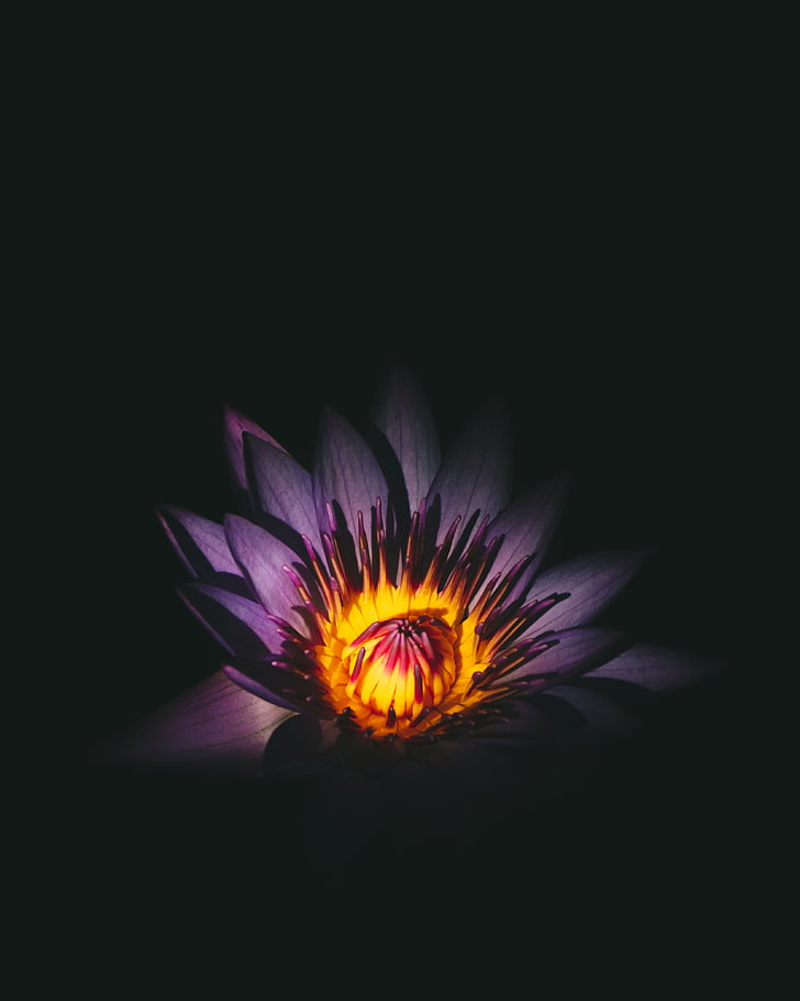 Purple, Waterlily, fleur, fleur noir, lumière, pétale, capitule