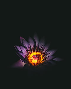 fialová, Lekno zblízka, kvet, tmavý kvet, svetlo, Petal, kvetu